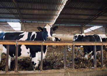 Россия предложила механизм поставки животноводческой продукции в Казахстан