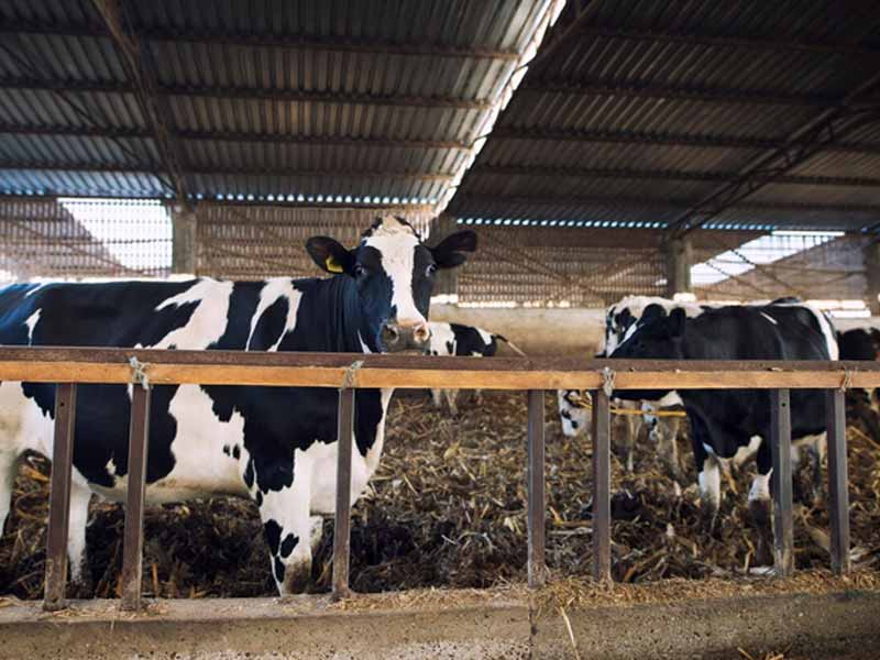 Россия предложила механизм поставки животноводческой продукции в Казахстан