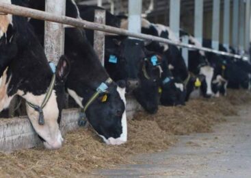 Молочную ферму на 400 голов запустили в Акмолинской области