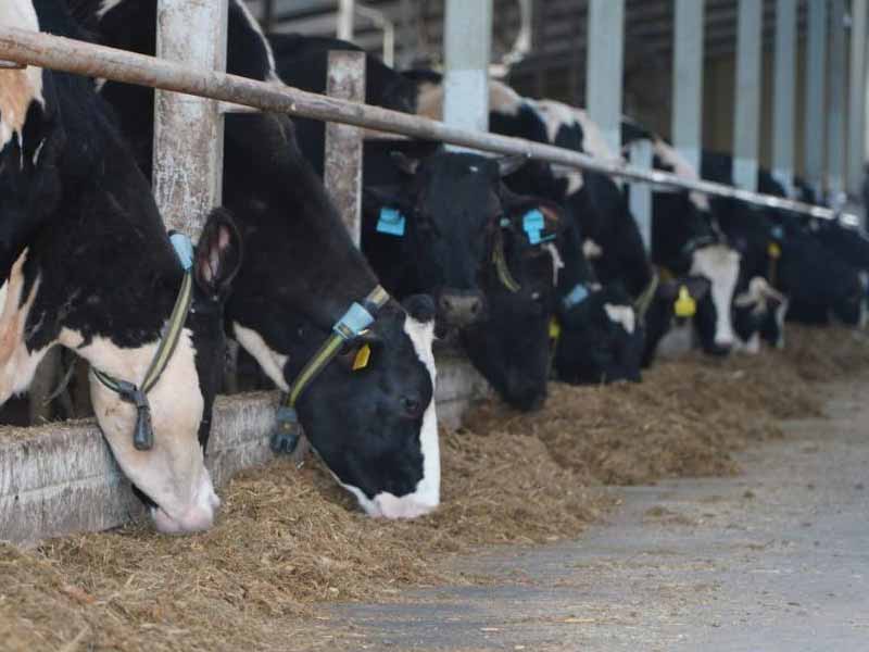 <?php echo esc_attr( get_the_title() ) ?>