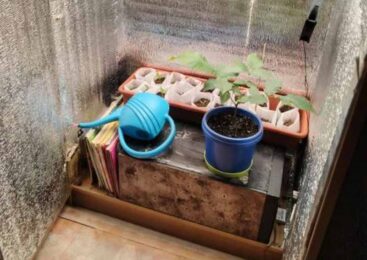 В Аршалынском районе ликвидировали самодельную фитолабораторию