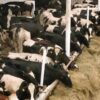Первая партия голштинских нетелей из Европы прибыла для новой МТФ в Акмолинской области