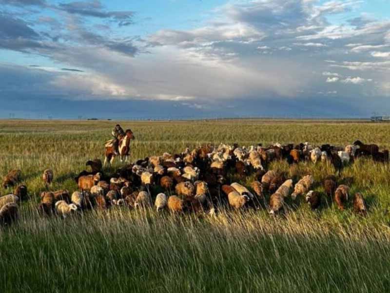 Полицейские вернули пропавшую отару овец жителю Акмолинской области