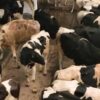 Ақмола облысындағы жаңа сүт-тауарлы фермасына Еуропадан голштин тұқымды сиырлар жеткізілді