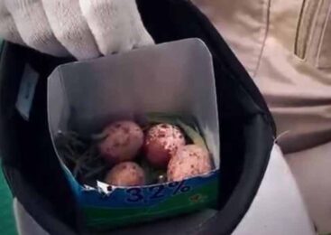 Соколы стали причиной паузы старта ракеты «Союз-5» на Байконуре