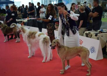 Казахский тазы триумфально представлен на World Dog Show 2026 в Болонье