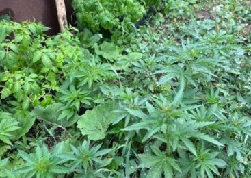 Быстрые деньги обернулись уголовным делом: в Кокшетау задержана наркозакладчица