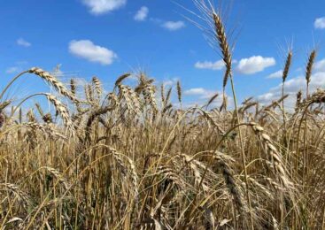 Урожай зерна ниже прошлогоднего прогнозируют в Казахстане