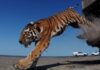 Тигрицу выпустили на волю в Казахстане