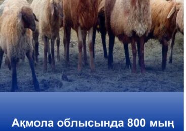 В Акмолинской области раскрыта кража скота на 800 тысяч тенге