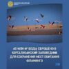 40 млн м³ воды сброшено в Коргалжынский заповедник для сохранения мест обитания фламинго