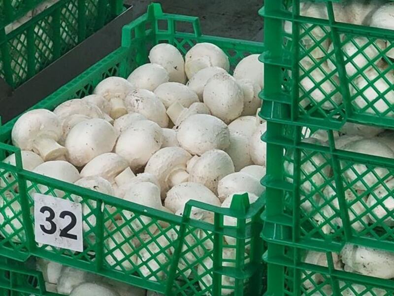 В Петропавловске будут производить до 4,4 тыс. тонн грибов в год